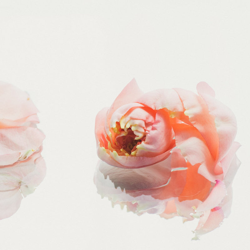 Wild Rose BOTÁNICO RICO EN ANTIOXIDANTES Y ÁCIDOS GRASOS, TRADICIONALMENTE  UTILIZADO PARA NUTIR LA PIEL Y AYUDAR A MEJORAR SU APARIENCIA, APORTANDO LUMINOSIDAD Y UN TONO VISIBLEMENTE MÁS UNIFORME.
