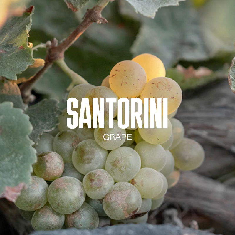 Santorini Grape RICO EN ANTIOXIDANTES Y TANINOS CONDENSADOS QUE AYUDAN A NUTRIR LA PIEL, MEJORAR SU TEXTURA Y REGULAR EL EXCESO DE GRASA, MINIMIZANDO LA APARIENCIA DE LOS POROS.